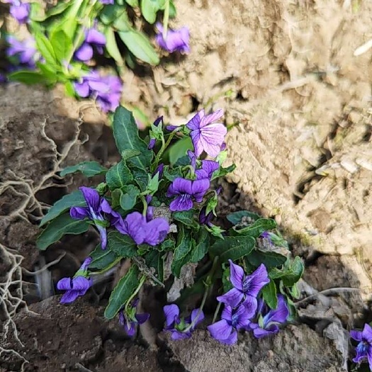 清原县紫花地丁