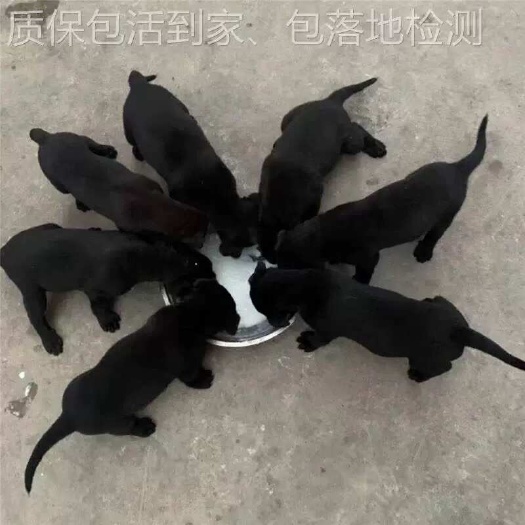  狗
