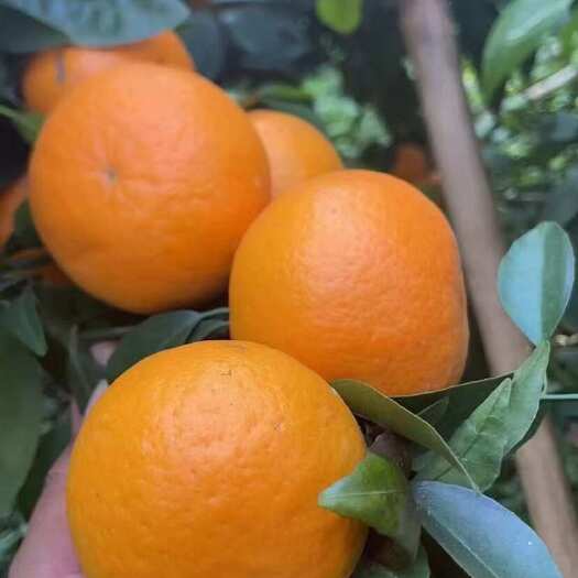 柳州沃柑
