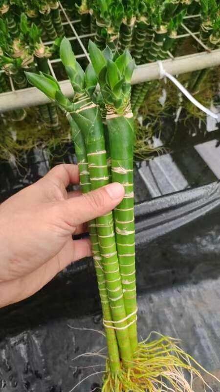 遂溪县龙头竹