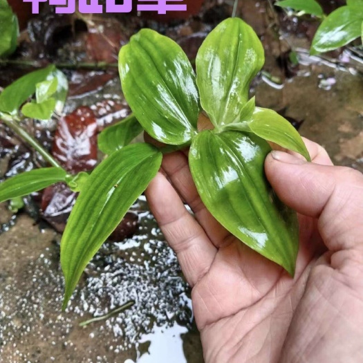 闽侯县鸭跖草竹鸡草竹叶草鸭舌草阳台庭院盆栽植物