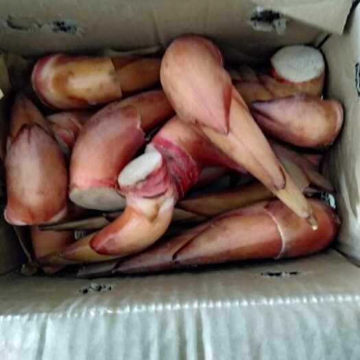 福贡县云南野菜草果苗