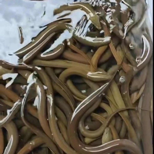 南宁越南黄鳝