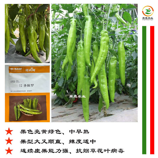 寿光市圣保罗大羊角椒种子原装纽内姆圣保罗黄绿皮辣椒种子尖椒种籽
