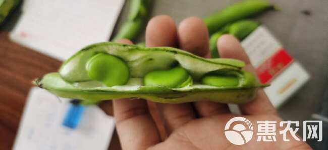 陕西蚕豆大量上市，个头大颜色绿，颗粒饱满。