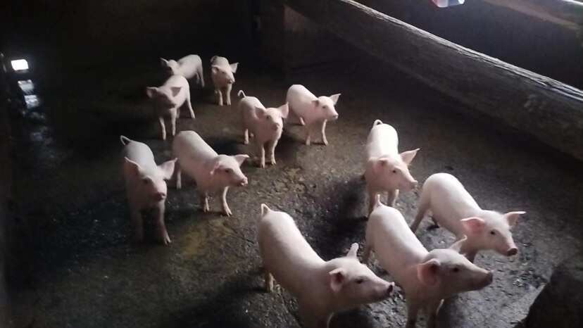 慈利县整猪出售