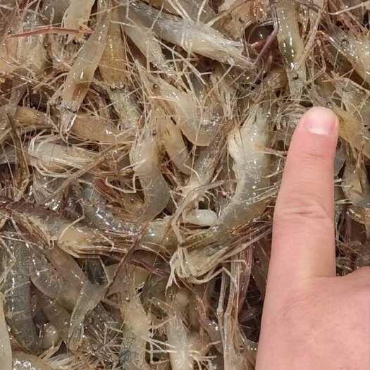 泗洪洪泽河虾