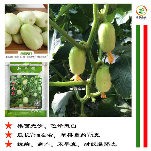 寿光市玉女水果黄瓜种子青岛新干线白金玉拇指奶油黄瓜迷你玉女黄瓜种籽
