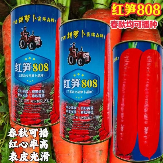 拖车头红笋808胡萝卜种子耐热耐寒早熟 红帝胡萝卜种子耐重茬