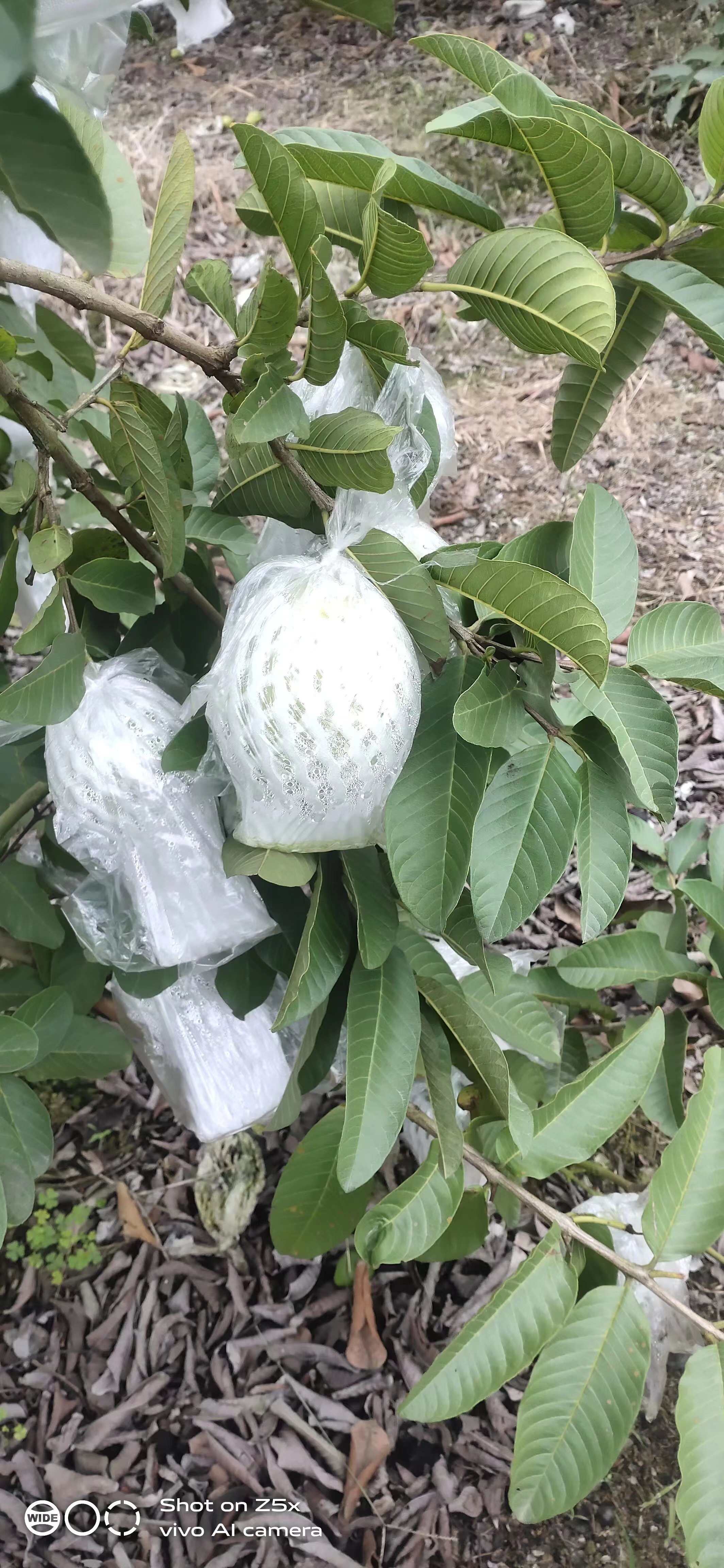 廉江白心芭乐番石榴，全国直销，产地全年不间断大量供应打包装车