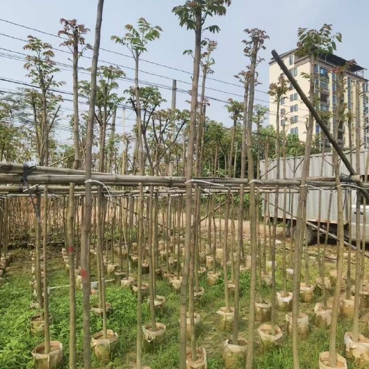 揭阳大量出售3-5分麻楝需要老板联系