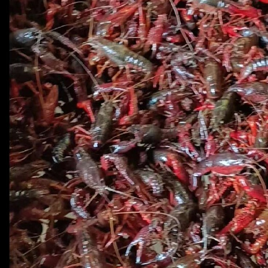 濮阳小龙虾，鲜活小龙虾规格齐全，干净鲜美，发货全国，供应老炮头