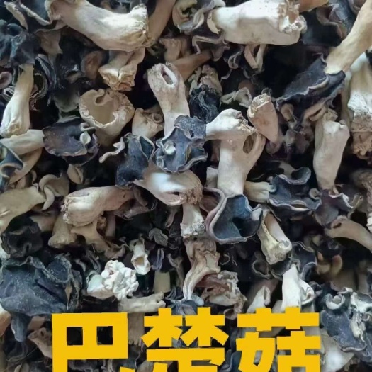 新疆特产精品巴楚菇