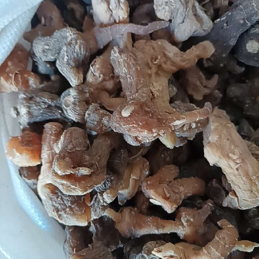 山阳县鸡头黄精