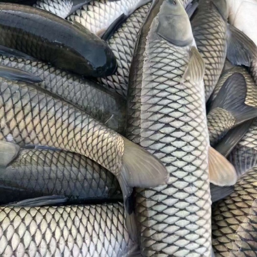 濮阳原塘草鱼，生态养殖水质好肉质鲜美，价格低质量好，全国大量供货