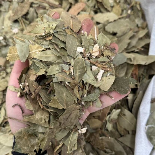 玉林批发香叶