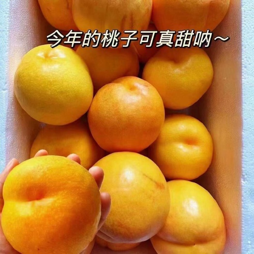 绥中县黄桃山坡种植（口感脆甜皮毛光亮，一件代发，也可实地看货，量大