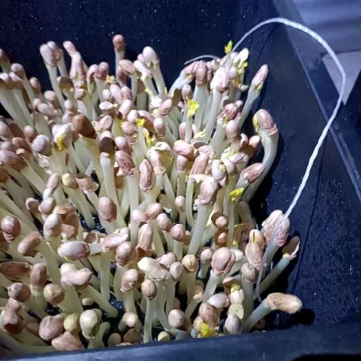 泰安新鲜花生芽