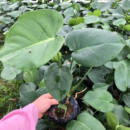 南宁春雨和龟背竹
