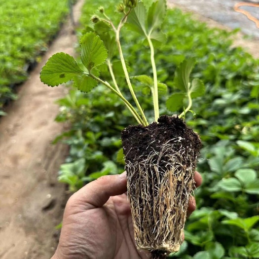 泰安黑珍珠草莓苗 脱毒育苗一代苗生产苗补发送技术