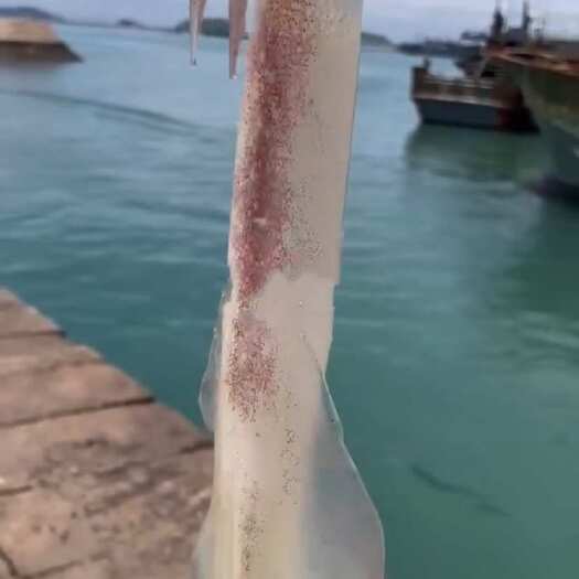 广州手钓鱿鱼