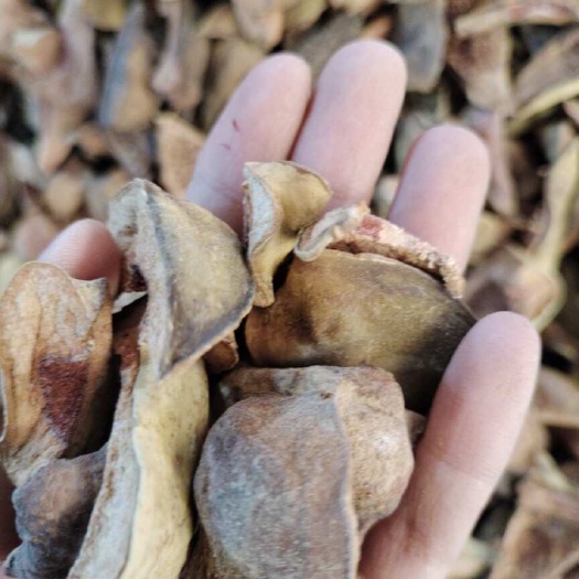 玉林批發(fā)王不留行殼