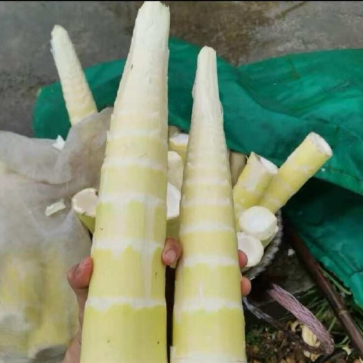 大竹县野生竹笋肉，大量拱应
