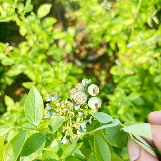 广州蓝莓苗带果