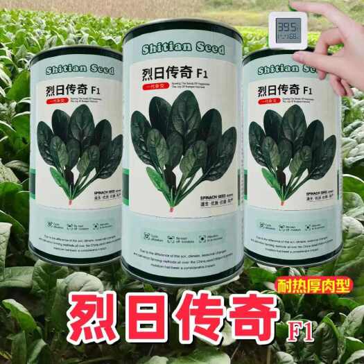 耐热菠菜种子烈日传奇菠菜种子赤焰火凤凰菠菜种子火焰山菠菜种子