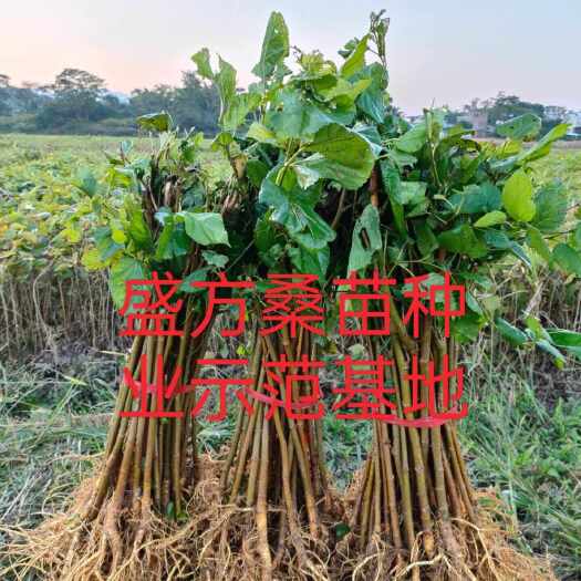 上林县养蚕桑树苗