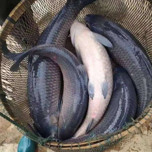  青鱼