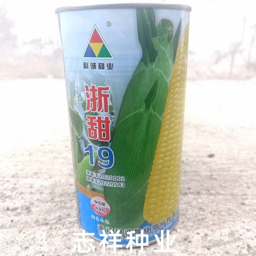 华容县国审浙甜19黄甜玉米种子水果玉米甜大棒大田鲜食玉米春秋播
