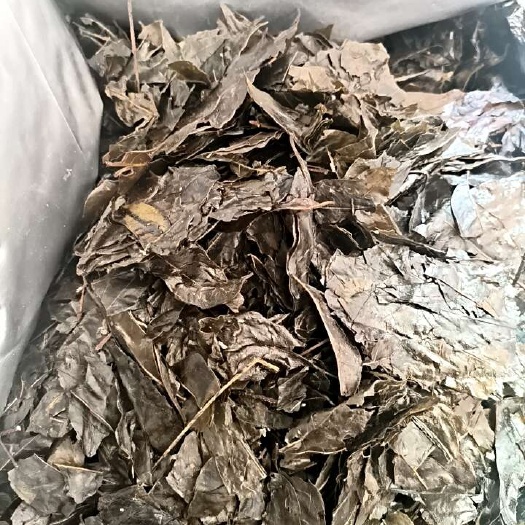 长沙苦丁茶