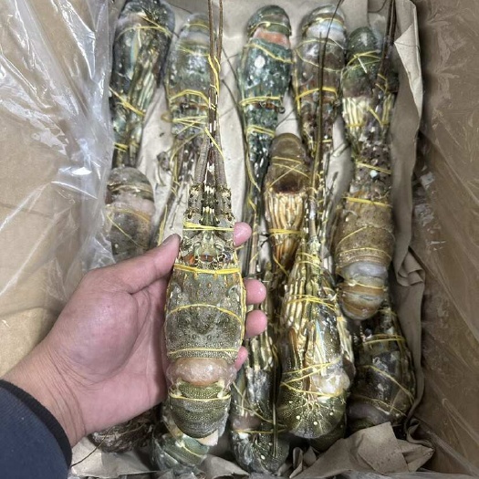 上海越南小青龙