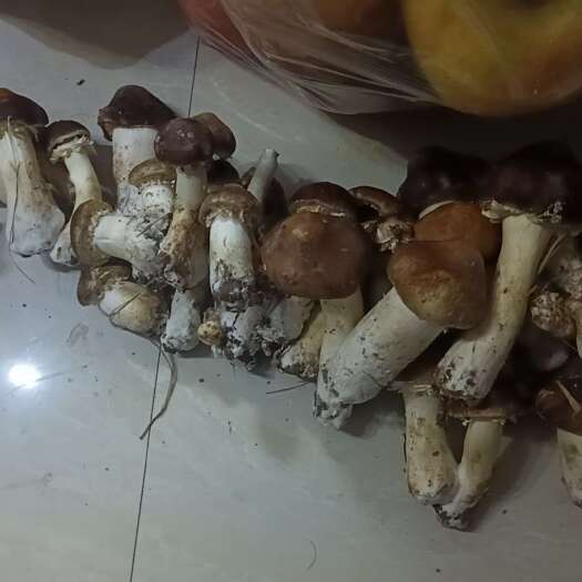 台前县赤松茸
