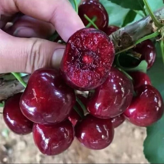 伽师县新疆大樱桃车厘子，大车厘子果实饱满，味道鲜美 有大量货。