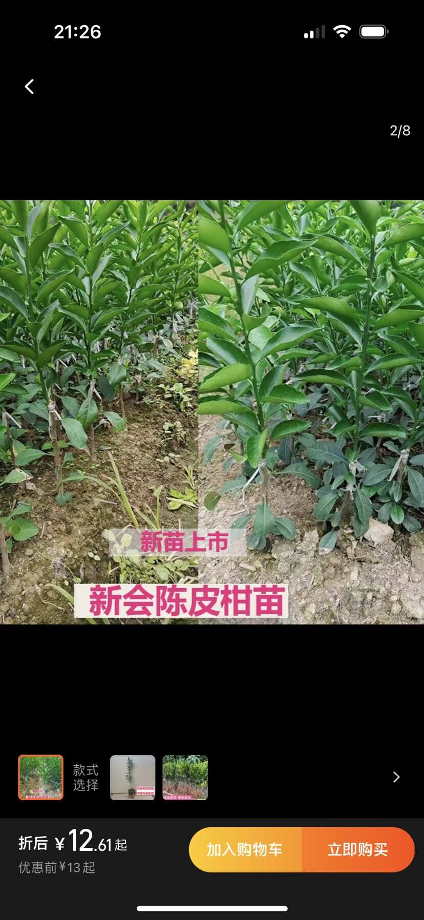 新会柑 陈皮苗