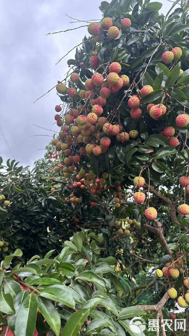 妃子笑荔枝5月中下旬大量上市，产地直供代收代发欢迎咨询