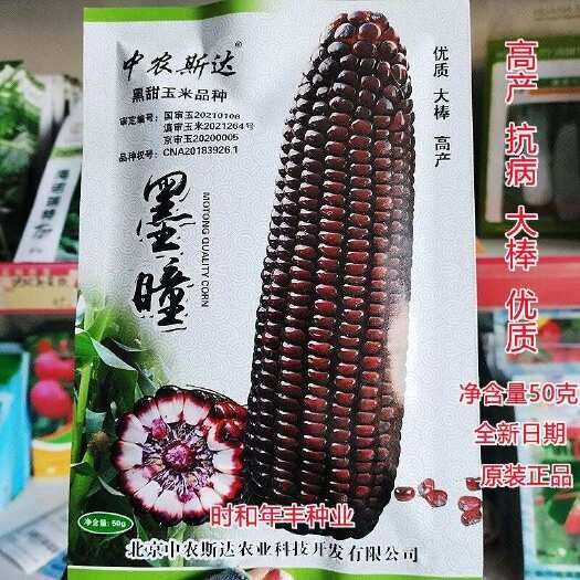 沭阳县中农墨瞳黑甜水果玉米种子高抗病大棒优质玉米种籽农家春秋播种