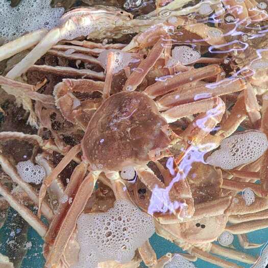 广州【冰鲜松叶蟹】当天缺氧，俄罗斯松叶蟹雪蟹长脚蟹
