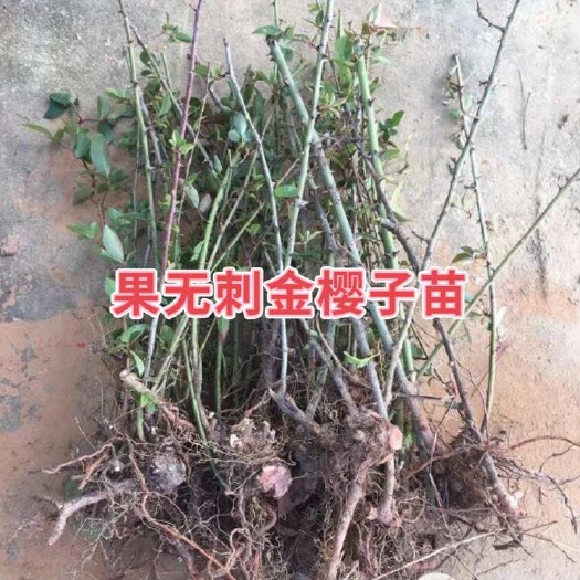 佛冈县无刺金樱子苗无刺金樱子