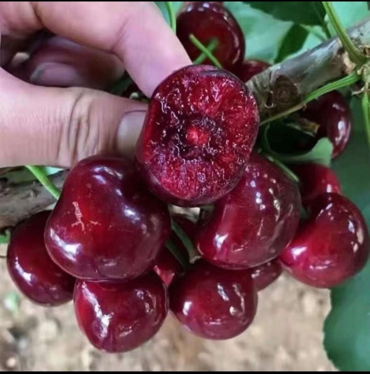 新疆大樱桃车厘子，大车厘子果实饱满，味道鲜美 有大量货。