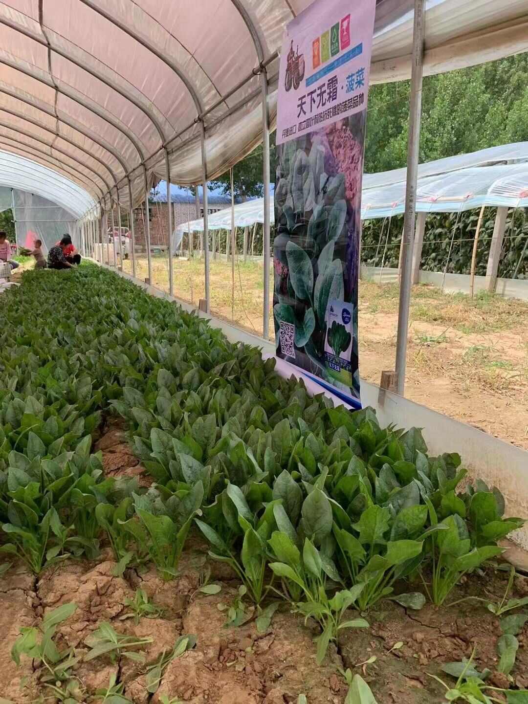 拖车头中早熟抗病耐抽苔天下无霜菠菜种子 中熟原子D菠菜种子