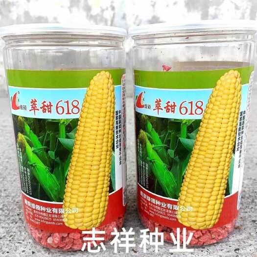 华容县绿领种业萃甜618黄色超甜玉米种子水果玉米生吃大棒鲜食甜玉米