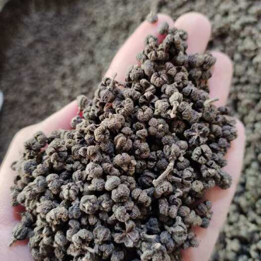 玉林批发吴茱萸