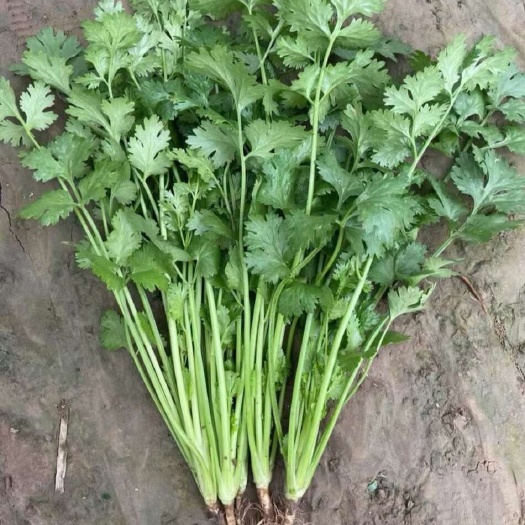 耐热大叶香菜种子高温夏季夏天种植的蔬菜种子四季种植