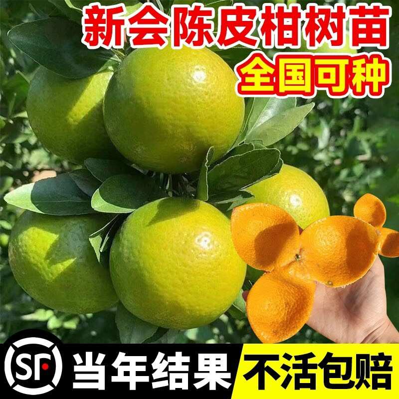 新会柑 陈皮苗