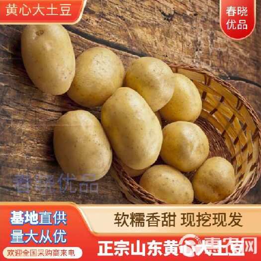 沂水县24年新品 山东黄心大土豆 荷兰十五 产地一手货源 全国代发