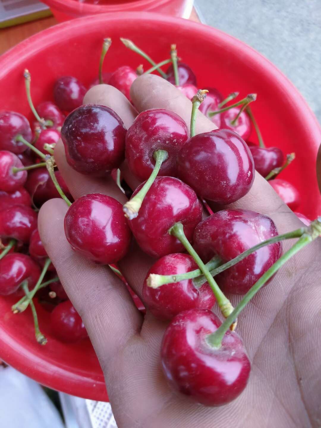 新疆大樱桃车厘子，大车厘子果实饱满，味道鲜美 有大量货。