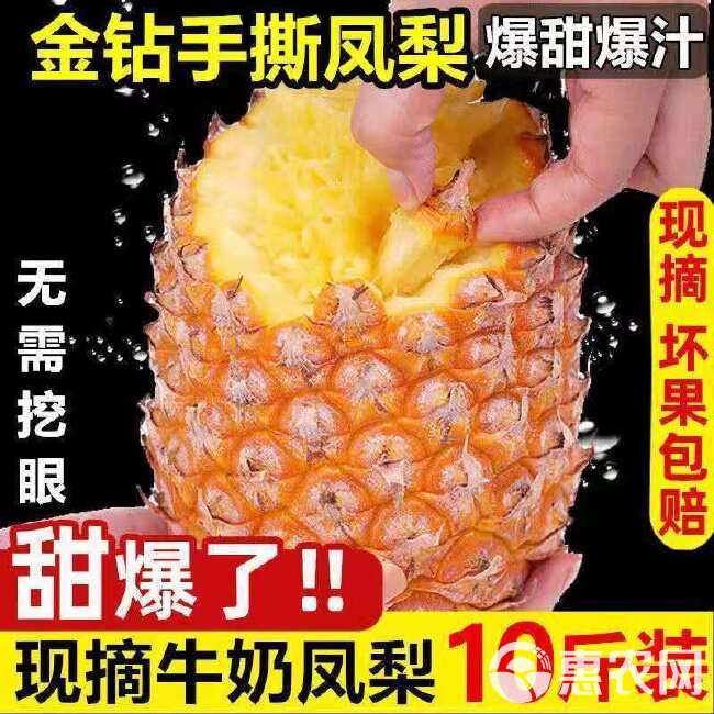 金钻凤梨新鲜10斤手撕菠萝整箱新鲜水果风梨当季香水菠萝整箱